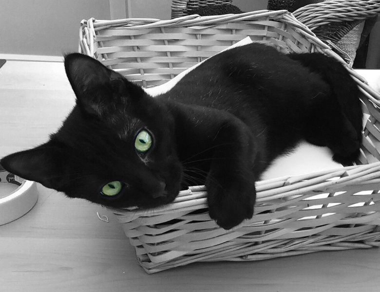 Louis Cat